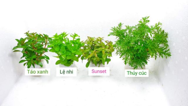 cây thủy sinh dễ trồng | (chỉ giao ngẫu nhiên không lựa) không cần co2