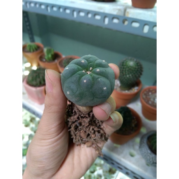 Xương rồng lopho