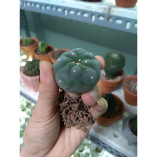 Xương rồng lopho size nhỏ 4-5cm