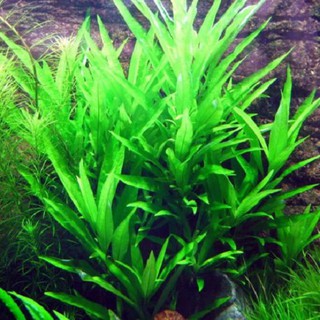 1 giỏ Cây thủy sinh Liễu gai - cây Liễu thủy sinh bền đẹp