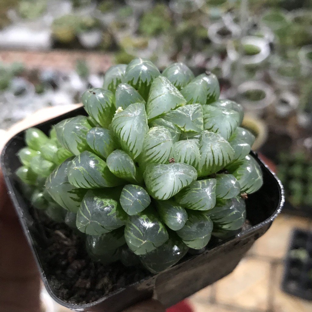 Sen Đá Kim Cương - Haworthia Cooperia  Full Size đã thuần khí hậu