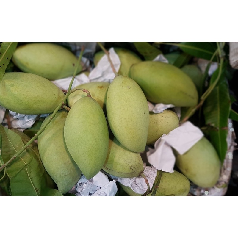 Xoài Cát Hoà Lộc Tiền Giang/3kg