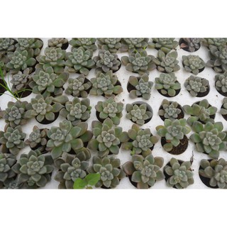 Sen đá kim tuyến mini 2-4cm