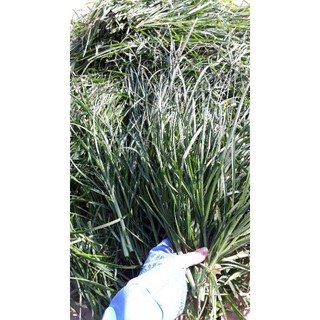 Cỏ Mần Trầu Tươi, Khô 1kg