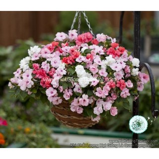 5h Hạt Giống Hoa Ngọc Thảo Mai Địa Thảo Kép F1 Mix (TLB1| -KD: B22*V42*M203)