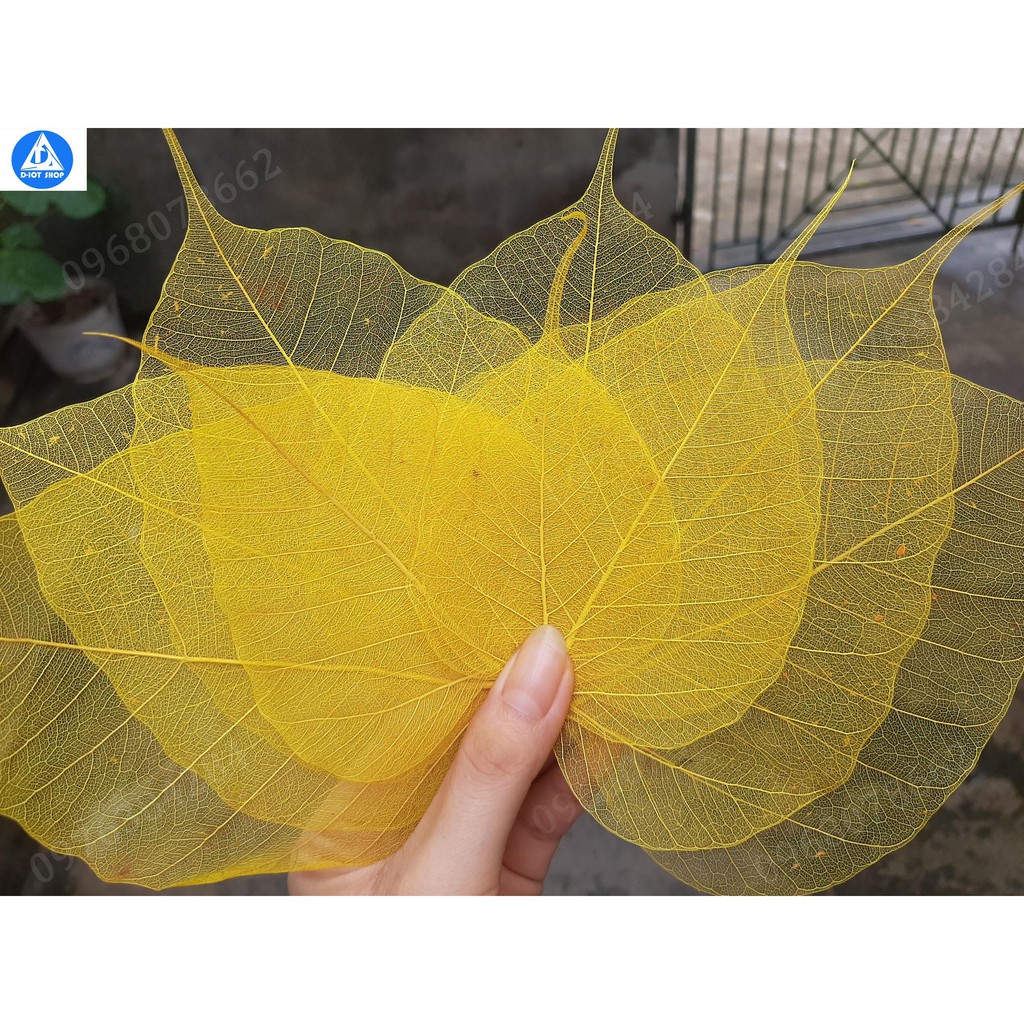 set 10 lá bồ đề đã nhuộm vàng tự nhiên size vừa