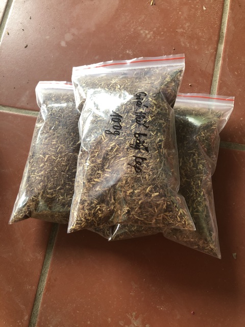 Dớn chile dùng sang chậu bẫy kẹp