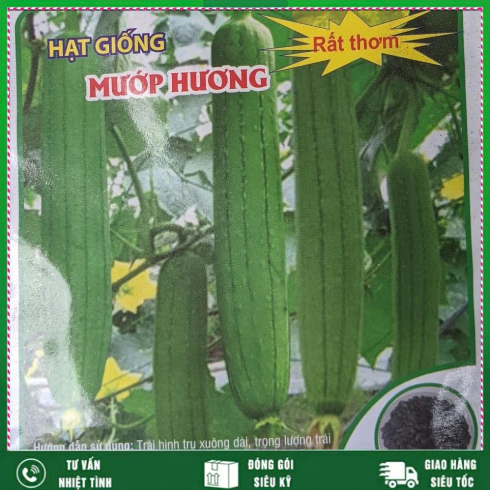 Hạt giông Mướp Hương 2g, Loại rất thơm Nhất Việt