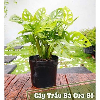Cây Trầu Bà Cửa Sổ - giao cây cao 30-40cm - Trang Flower