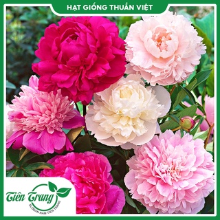 Hạt giống Mẫu Đơn nhiều màu TN