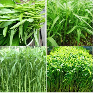 Hạt Giống Rau Muống Lá Tre Cao Sản - Gói 50gram