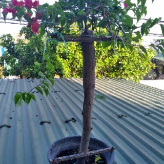 Giấy Thái ghép nhiều màu