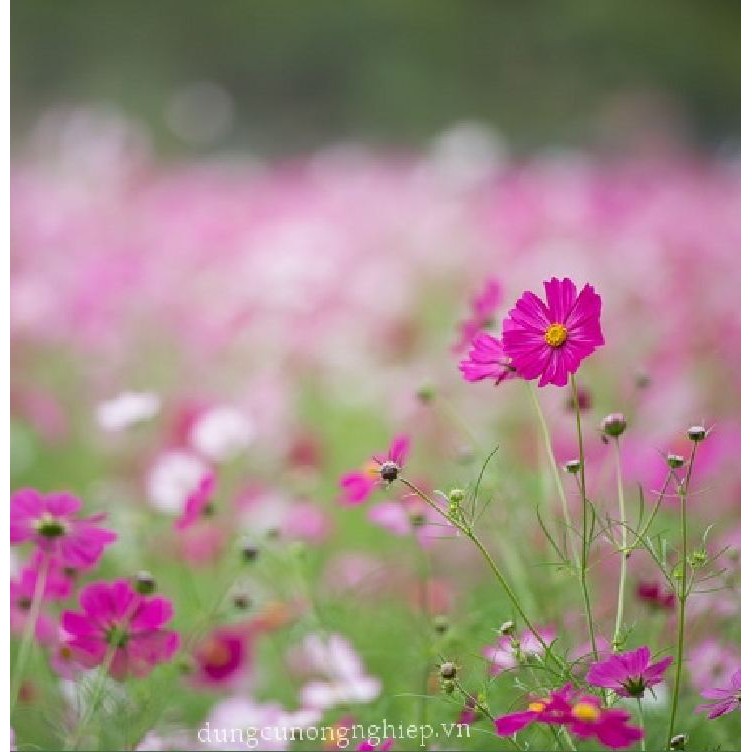 Hạt giống cúc sao nháy mix màu - 200 hạt