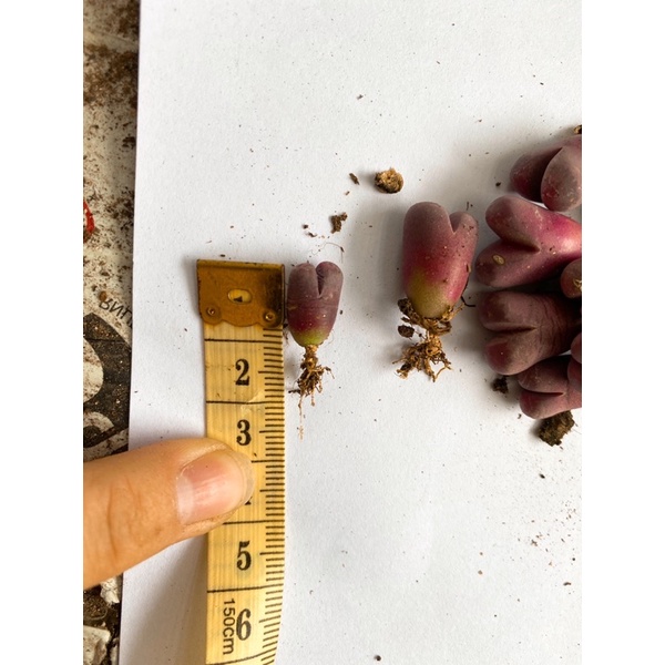 Sen đá lithops tím- mông tím