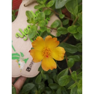 cành hoa 10h sam