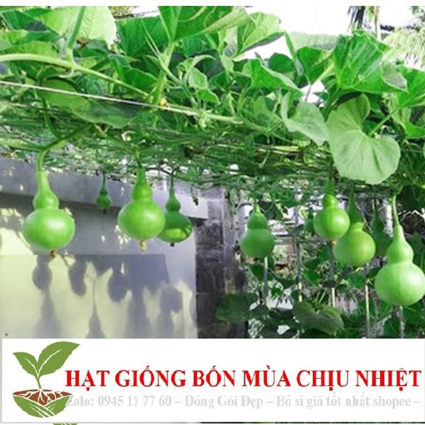 Hạt Giống Bầu Hồ Lô - Mini Siêu Kute (Lagenaria siceraria) 5 hạt ĐẾN MÙA TRỒNG TẾT