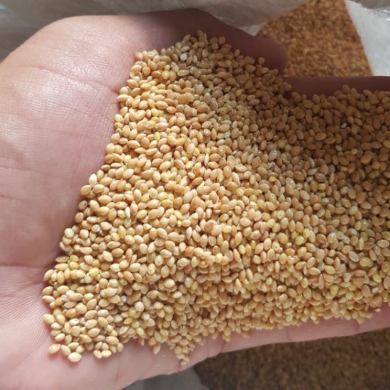 1KG KÊ VÀNG HẠT LỚN CHO VẸT, YẾN PHỤNG, GÀ, BỒ CÂU, CÚT