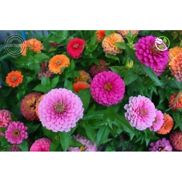 Hạt Giống Hoa Cúc Lá Nhám MIX PN-12 Phú Nông - Gói 1g - Zinnia Elegans Mix