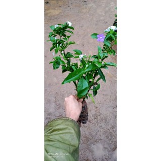 Cây nhài Nhật giống