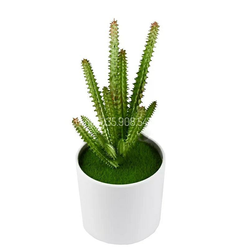 🌵 Hoa Giả - Cây Xương Rồng Giả Cao 20cm