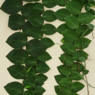 Cây 🌲 Kắt Kè ♌ leo tường.