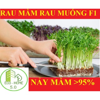 Hạt giống rau mầm muống thái lan