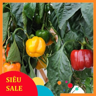 10 Hạt giống Ớt chuông mix (tặng gói Kích nẩy mầm và Hướng dẫn)