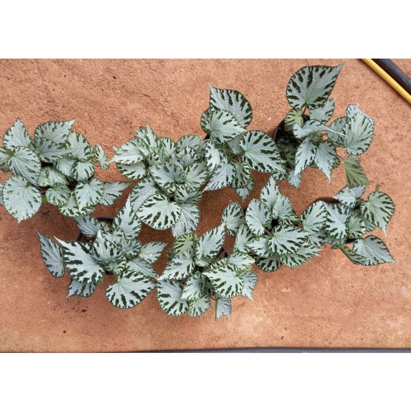 Chậu cứng Begonia Silver Jewel tuyệt đẹp