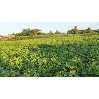 Trà gạo Lức đậu Đen D&D