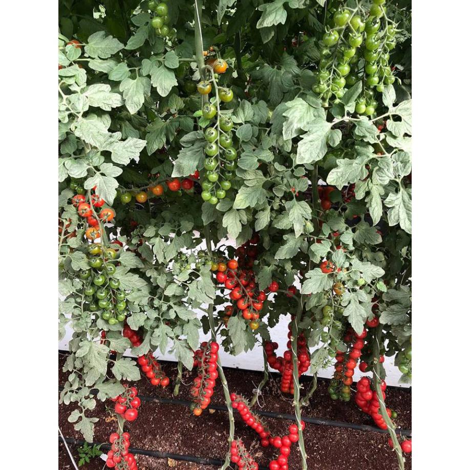 Gói 30 hạt giống cà chua trái cây cherry (Cà chua bi) chịu nhiệt - tỷ lệ nảy mầm 95%