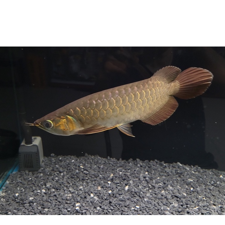 Đèn hồ cá rồng la hán khỉ đỏ MAYIN Super Color Plus UVB UVA 2 chế độ chuyên dụng huyết long kim long 92cm 112cm 142cm