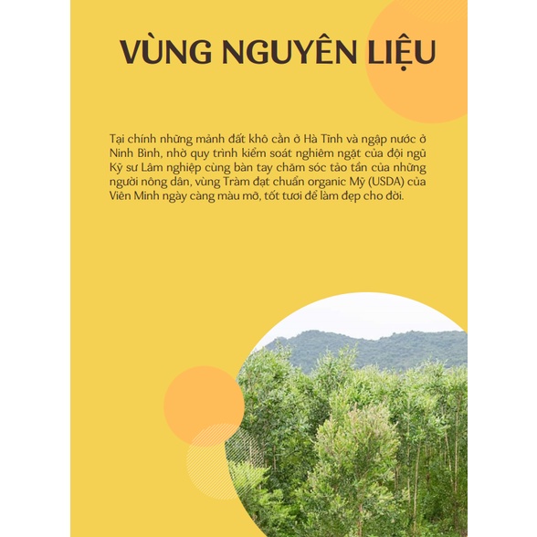 Tinh dầu Tràm Trà PH5 10ml / 50ml cao cấp Viên Minh