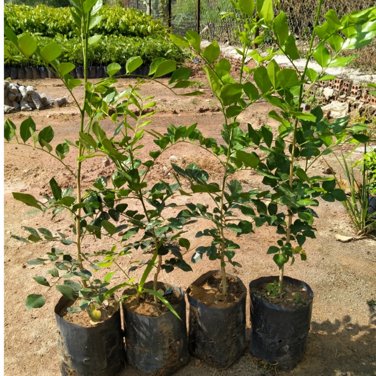 Cây giống nguyệt quế