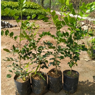 cây giống nguyệt quế