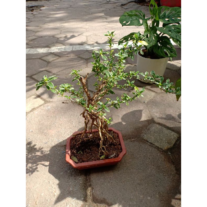 CÂY BẠCH MAI HOA