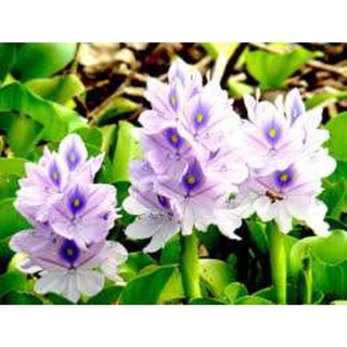 7 cây bèo tây lục bình