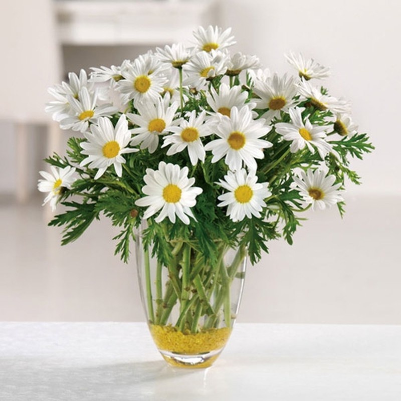 100h Hạt Giống Hoa Cúc Họa Mi Marguerite 50cm - TaNe Garden