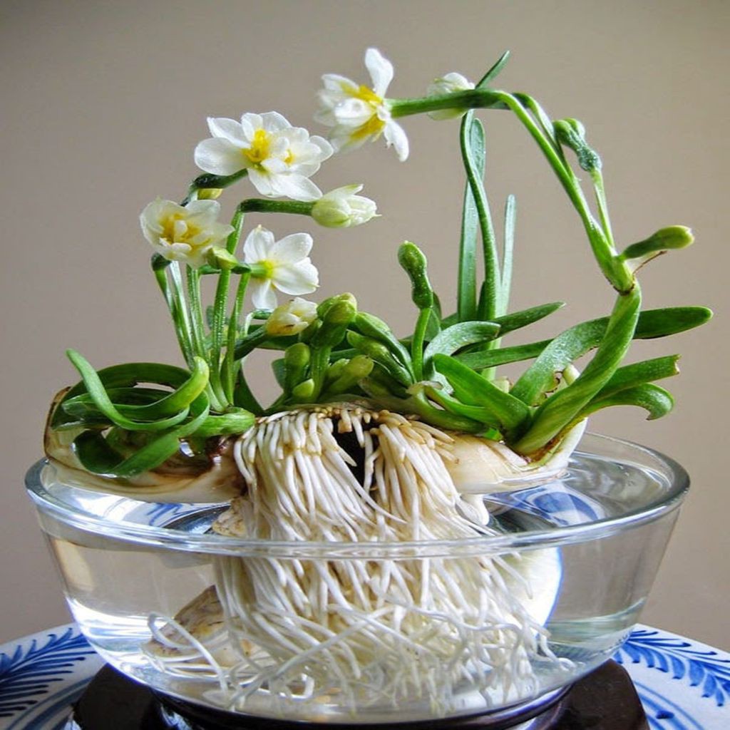 Bộ 2 món dao gọt - tỉa thủy tiên, dụng cụ gọt - tỉa củ hoa thủy tiên, thép tốt, sắc bền, dùng được nhiều năm