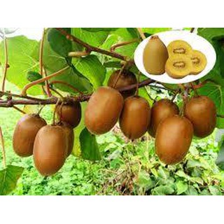CÂY GIỐNG KIWI LEO GIÀN RUỘT XANH DÒNG QUẢ SỚM, CAM KẾT CHUẨN GIỐNG F1