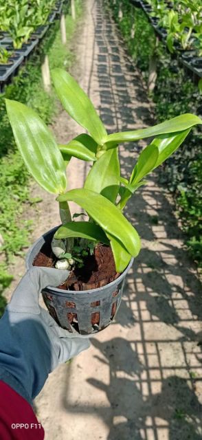 Hoa lan denro chớp kim cương