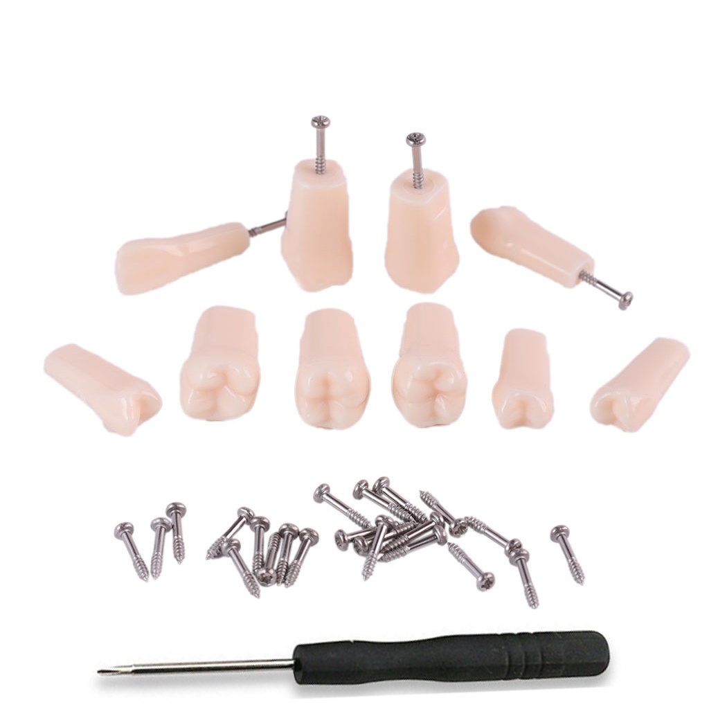 Bộ 28 Mô Hình Răng NISSIN 500 Thay Thế Hỗ Trợ Dạy Học