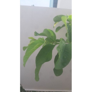 phân bón humic usa