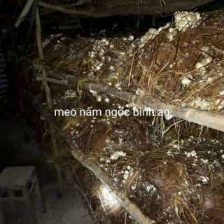 Meo nấm rơm Ngọc Bình An (meo trấu)