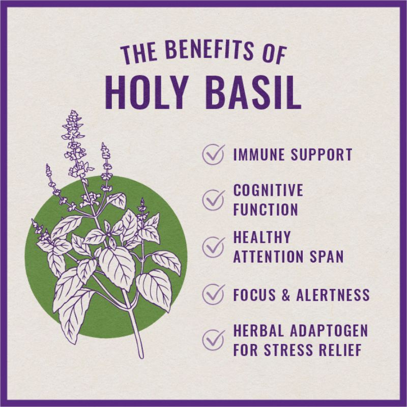 Cây hương nhu tím holy basil  tulsi