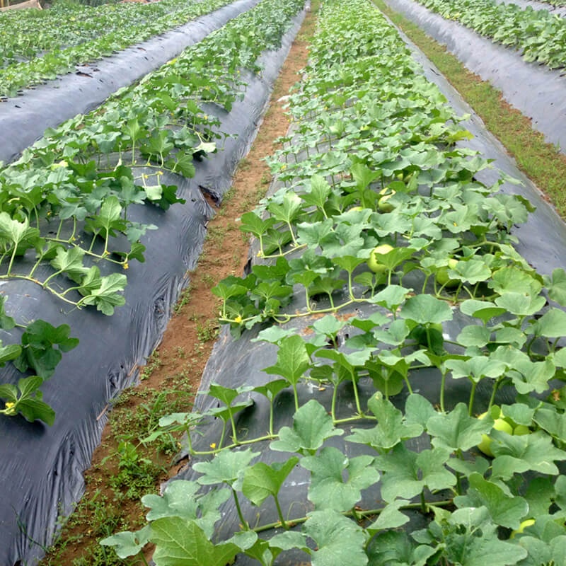 HẠT GIỐNG DƯA LÊ SIÊU NGỌT Mật Ong Dưa Sương, Mật Ong Sương Xanh Ngọt Ngào Gia Truyền, Thơm Ngon