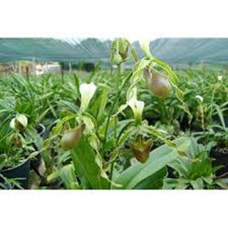 COMBO 3 THÂN HÀI RÂU XANH-RÂU XOẮN RỪNG TÂY BẮC DÒNG CÂY CAO - HRTB