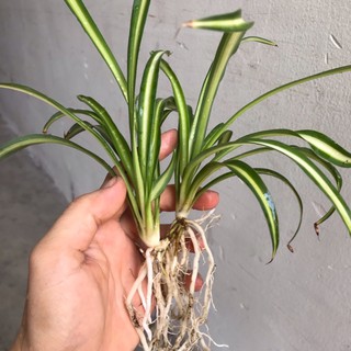 cây cỏ lan chi 3k 1 cây