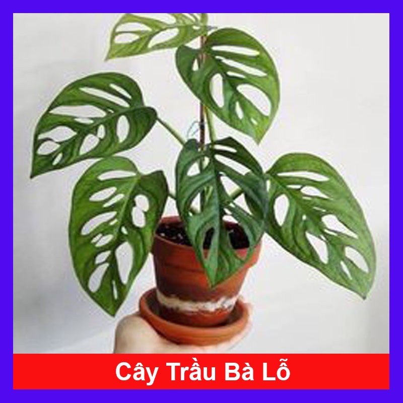 Cây trầu bà lỗ + tặng phân bón cho cây mau lớn