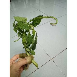Cây vòi voi khô (1kg)