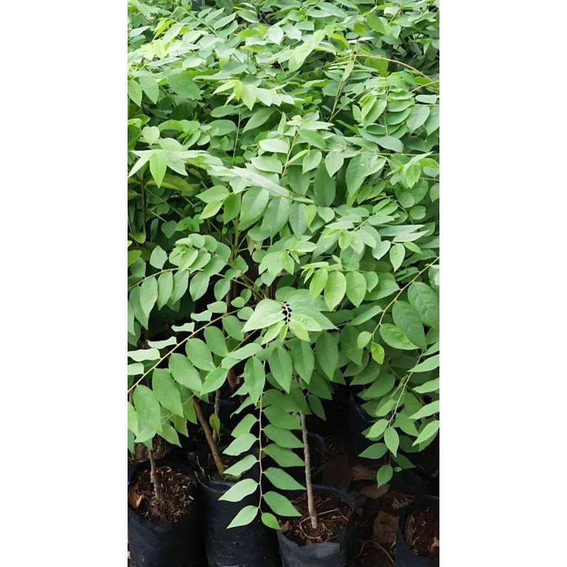 Chùm ruột 25k/ cây